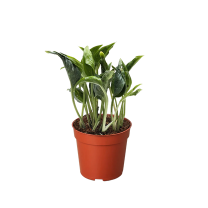 Pothos &