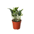 Pothos &