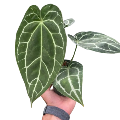 Anthurium Crystallinum House Plant Dropship