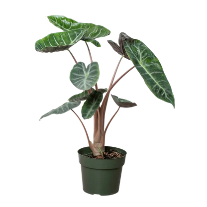 Alocasia Pink Dragon - Hive Plants – The White Oak Collection Alocasia Pink Dragon - Hive Plants – The White Oak Collection
