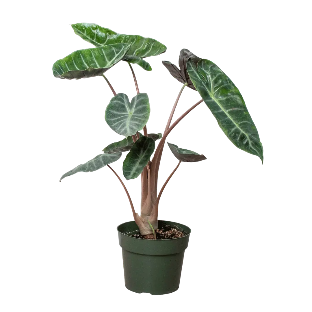 Alocasia Pink Dragon - The White Oak Collection - Hive Plants