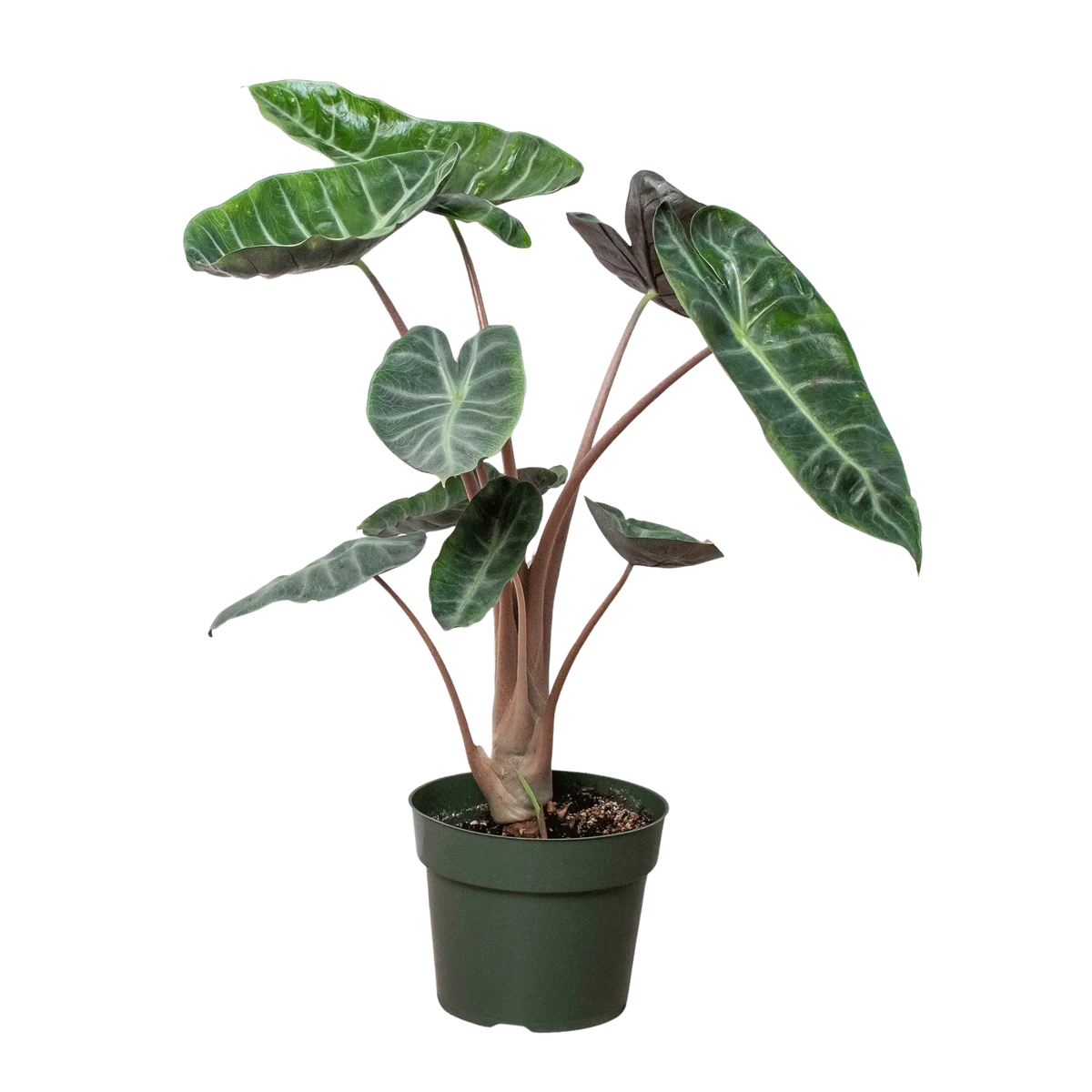 Alocasia Pink Dragon - The White Oak Collection - Hive Plants