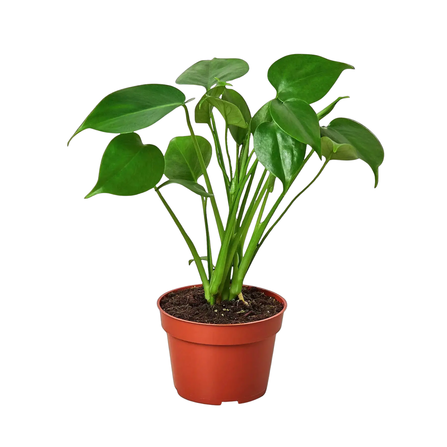 Monstera Bundle Hive Plants