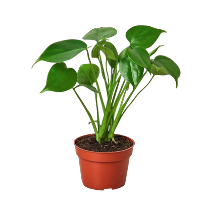Monstera Bundle Hive Plants