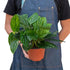 Monstera &