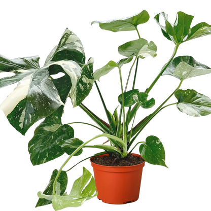 Monstera &