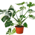 Monstera &