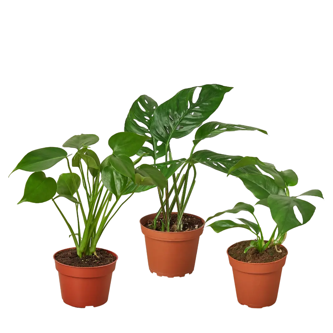 Monstera Bundle 