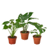 Monstera Bundle 