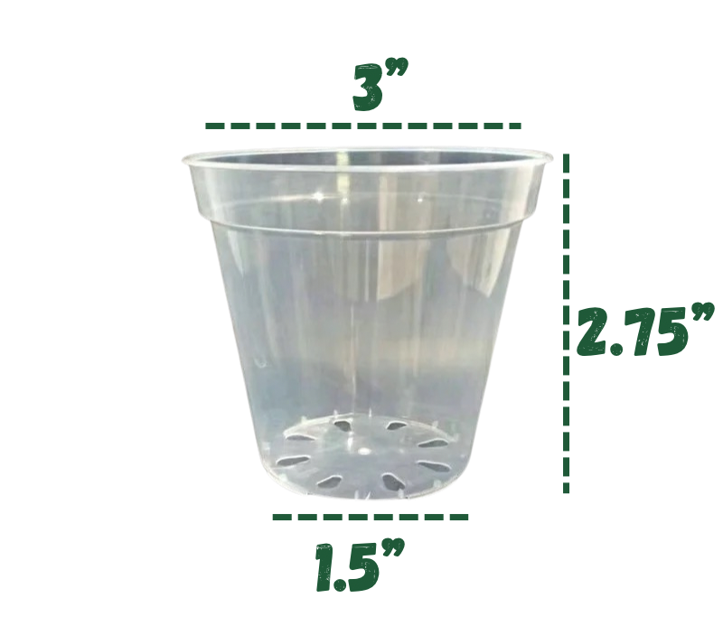 Clear Plastic Pots Hive Plants