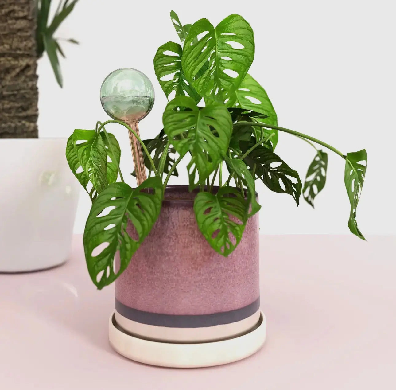 Self-Watering Plant Globes The White Oak Collection - Hive Plants