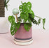 Self-Watering Plant Globes The White Oak Collection - Hive Plants