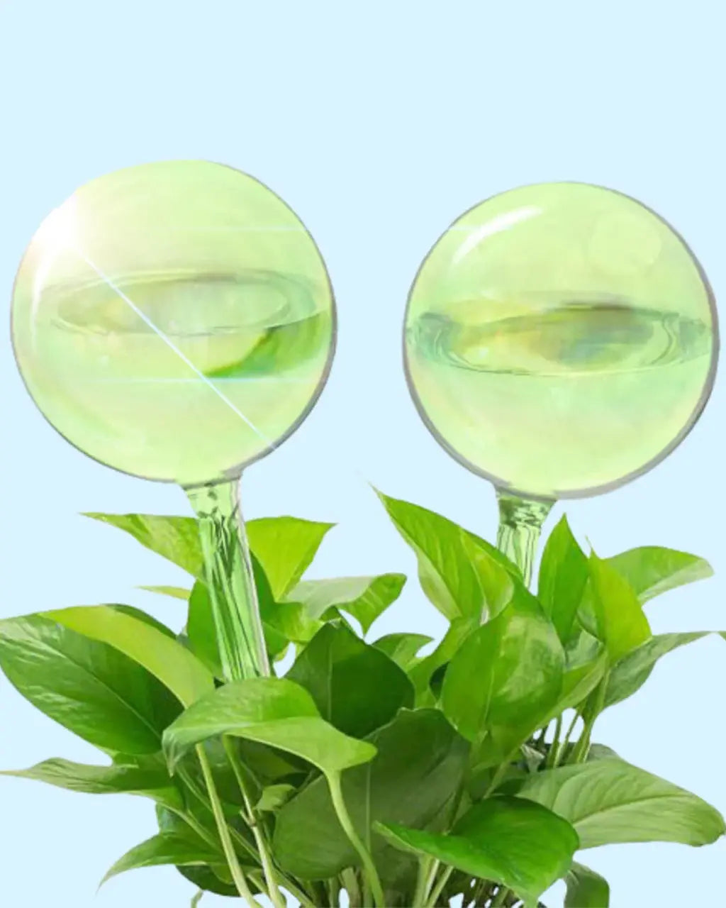 Self-Watering Plant Globes The White Oak Collection - Hive Plants