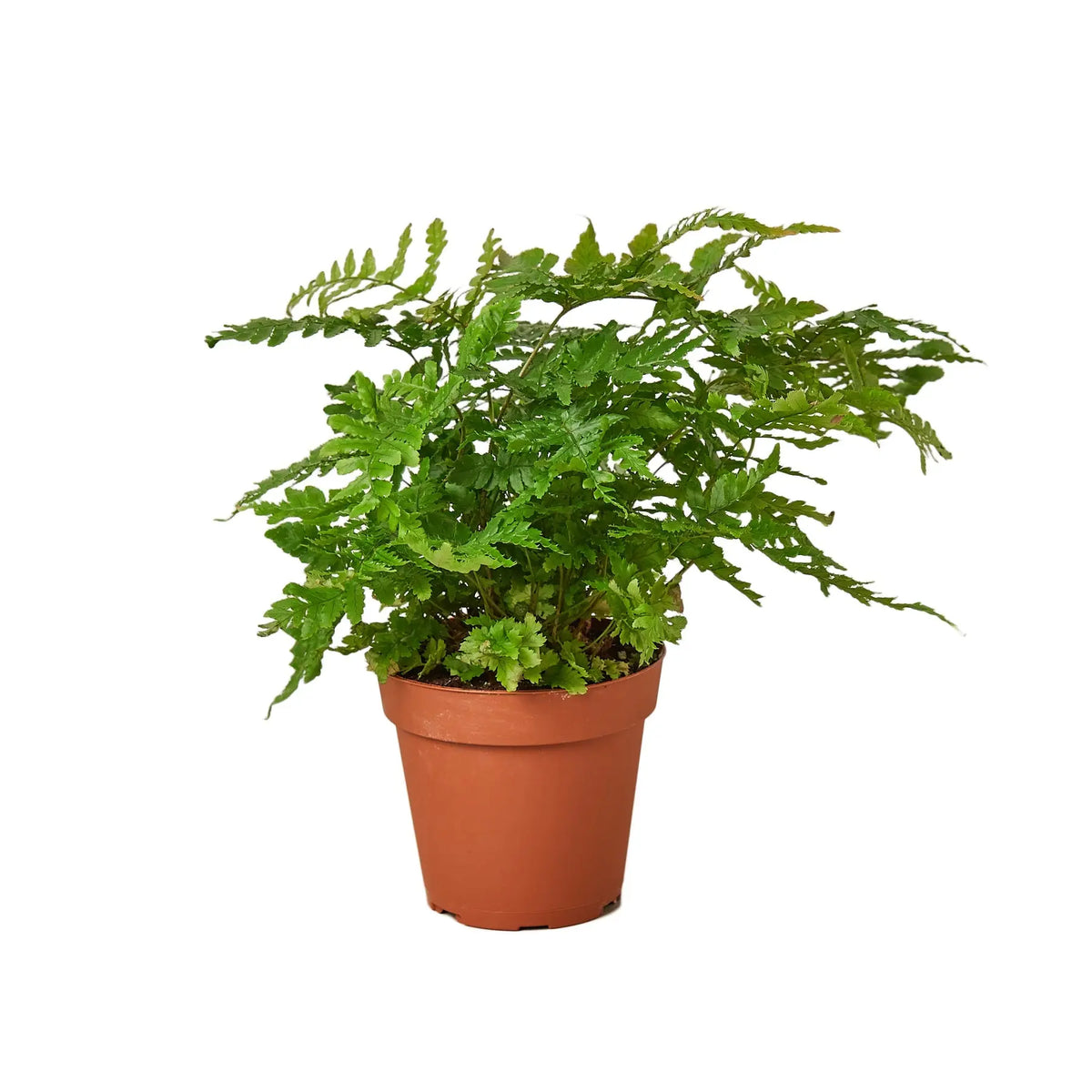 Autumn Fern - Hive Plants - Indoor &amp; Outdoor Plants