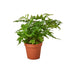 Autumn Fern - Hive Plants - Indoor & Outdoor Plants