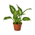 Dieffenbachia &