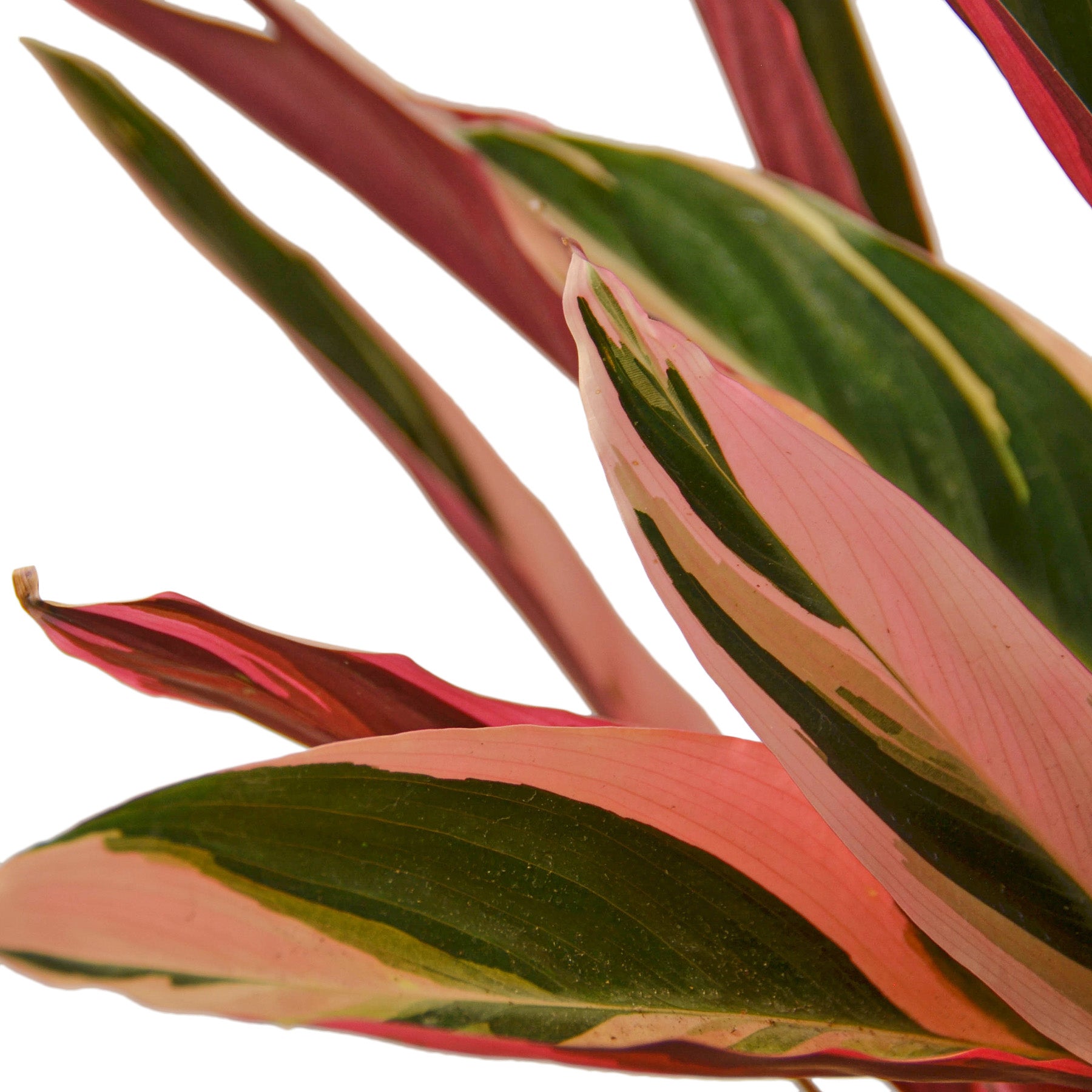 Stromanthe Triostar - House Plant Dropship - 6&quot; Plant (1) ($10)