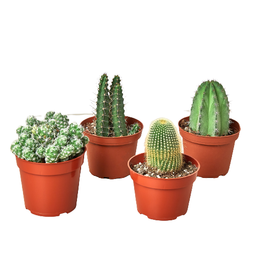 Cacti Variety Pack - Hive Plants - Succulent
