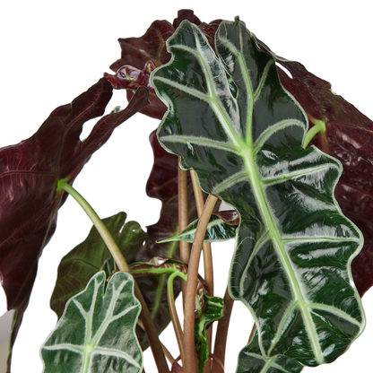 Alocasia African Mask - Hive Plants - Indoor &amp; Outdoor Plants