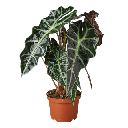 Alocasia African Mask - Hive Plants - Indoor &amp; Outdoor Plants