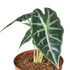 Alocasia Bambino - Hive Plants - Indoor & Outdoor Plants