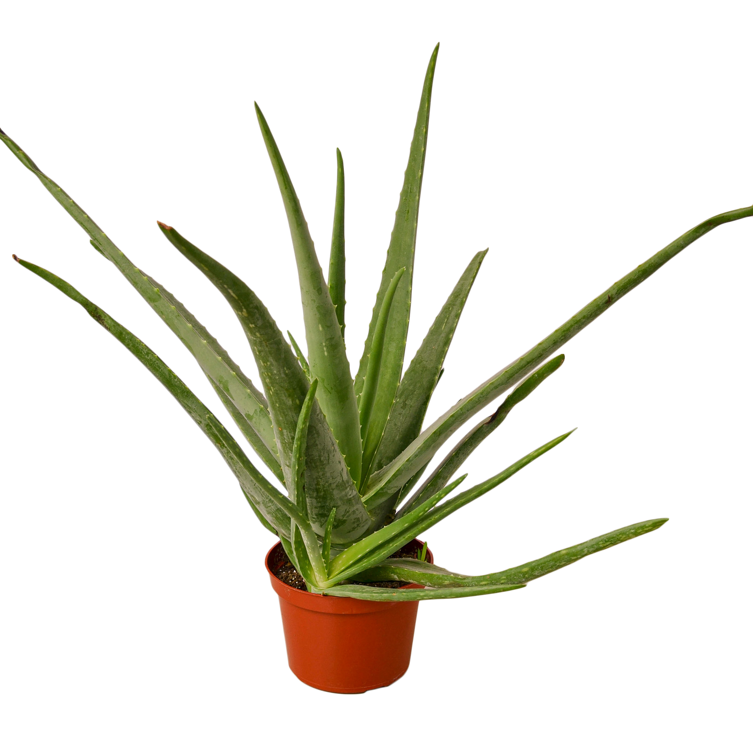 Aloe Vera - Hive Plants - 