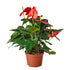 Anthurium Red - Hive Plants - Indoor & Outdoor Plants