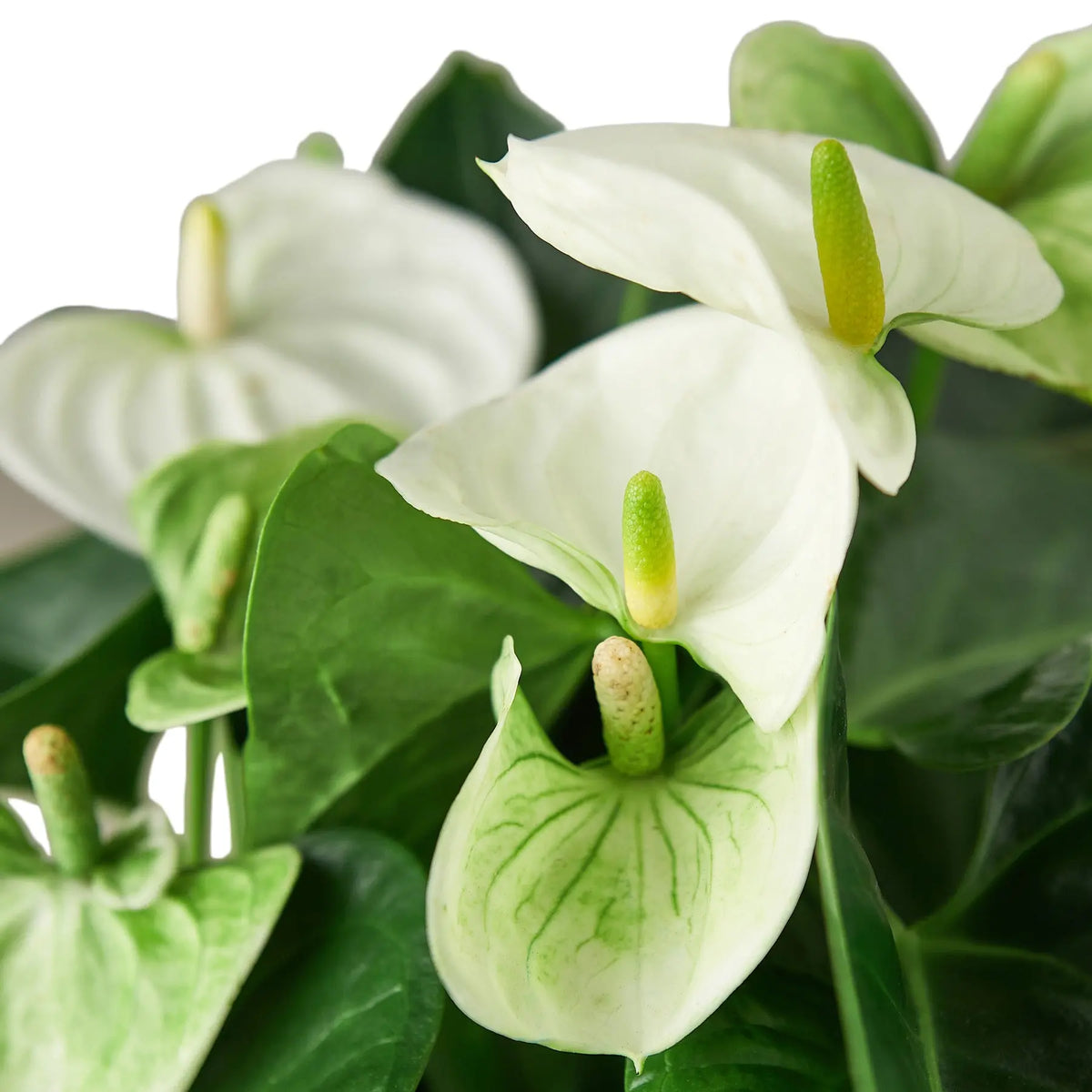 Anthurium White - Hive Plants - Indoor &amp; Outdoor Plants