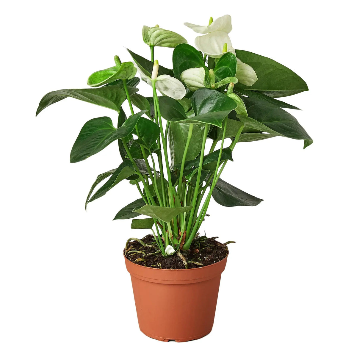 Anthurium White - Hive Plants - Indoor &amp; Outdoor Plants