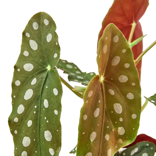 Begonia &