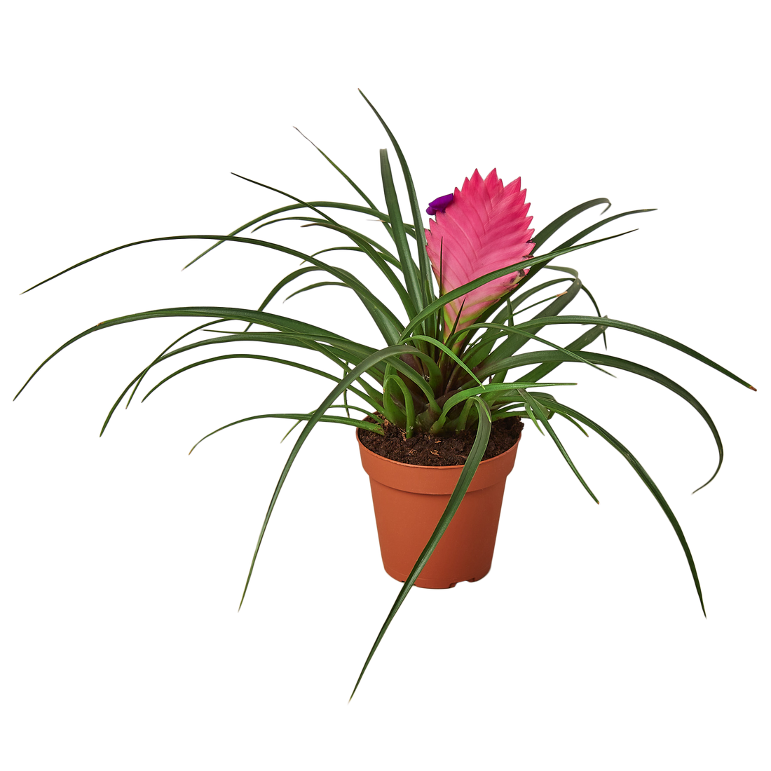 Bromeliad Cyanea Pink Quill - Hive Plants - Indoor &amp; Outdoor Plants