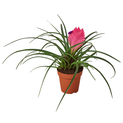 Bromeliad Cyanea Pink Quill - Hive Plants - Indoor &amp; Outdoor Plants