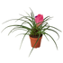 Bromeliad Cyanea Pink Quill - Hive Plants - Indoor & Outdoor Plants