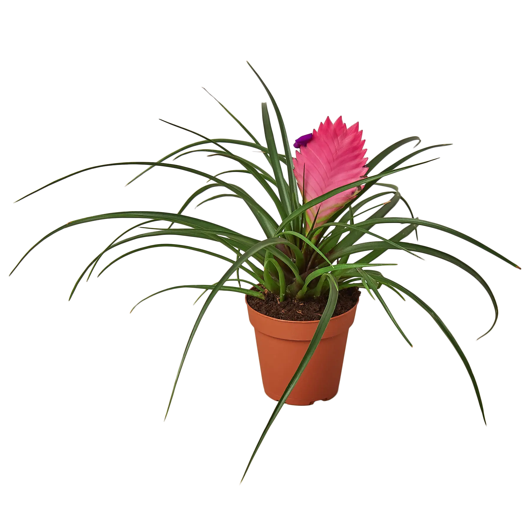 is bromeliad an air plant Bromeliad Cyanea Pink Quill - Hive Plants – The White Oak Collection