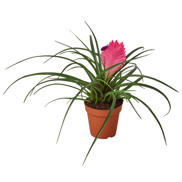 is a bromeliad an air plant Bromeliad Cyanea Pink Quill - Hive Plants – The White Oak Collection