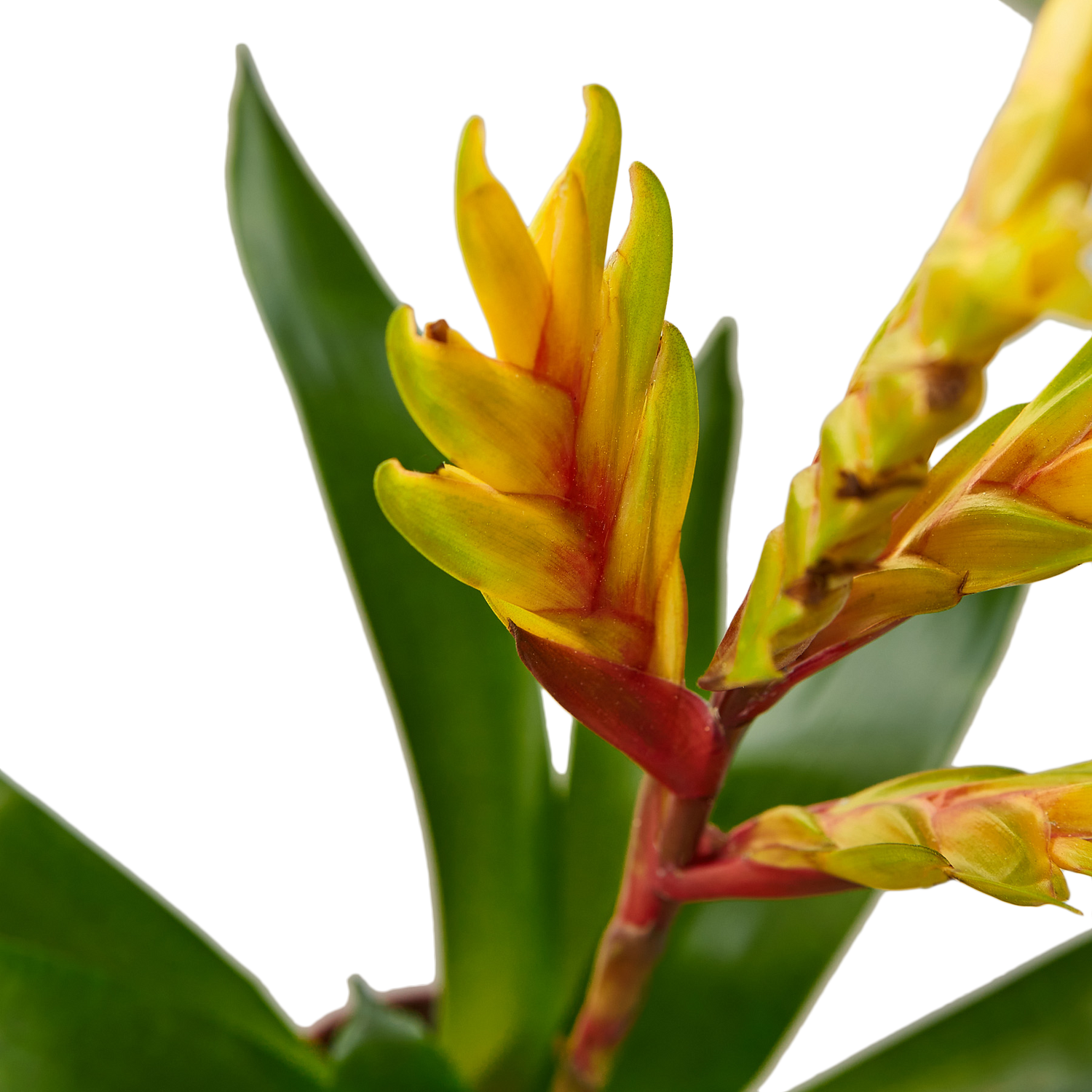 Bromeliad Energy - Hive Plants - Indoor &amp; Outdoor Plants
