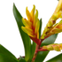Bromeliad Energy - Hive Plants - Indoor & Outdoor Plants