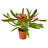 Bromeliad Medusa - Hive Plants - Indoor & Outdoor Plants
