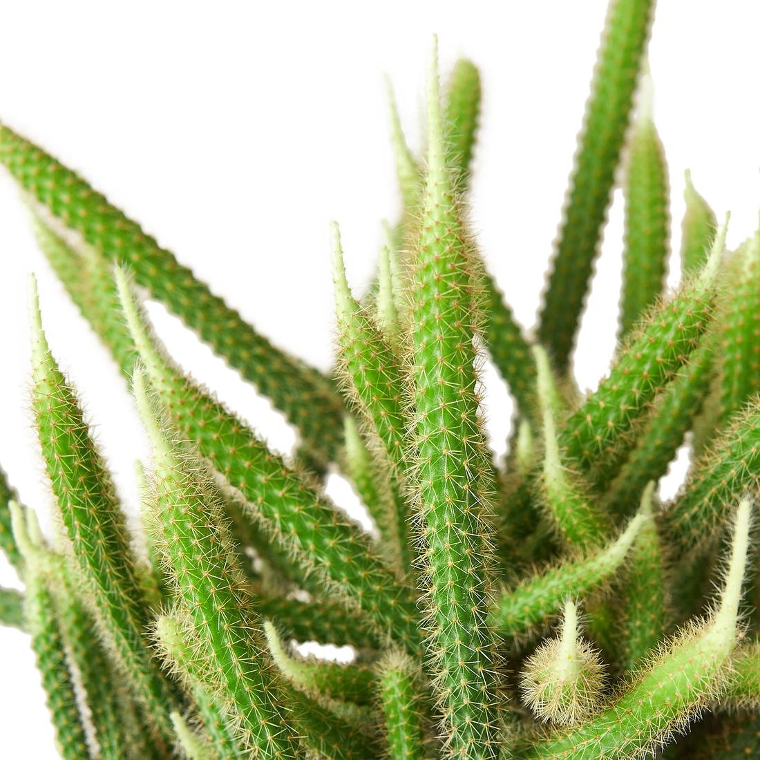 Rat Tail Cactus - Hive Plants - Succulent