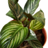 Calathea &