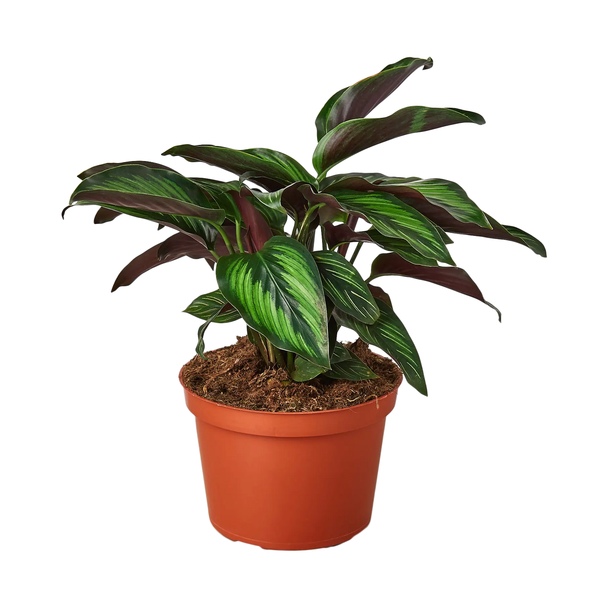Calathea &