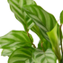 Calathea &