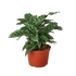 Calathea Concinna &