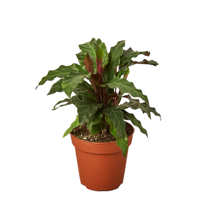 feather indoor plant Calathea Furry Feather - Hive Plants – The White Oak Collection
