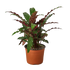 Calathea Furry Feather - Hive Plants - Indoor & Outdoor Plants