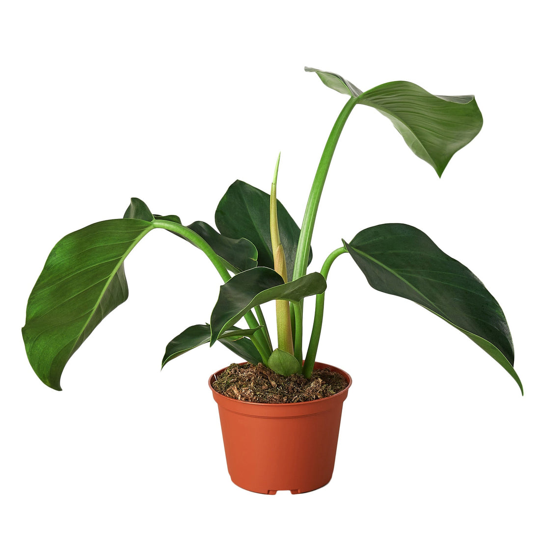 Philodendron &