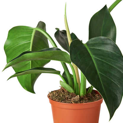 Philodendron &