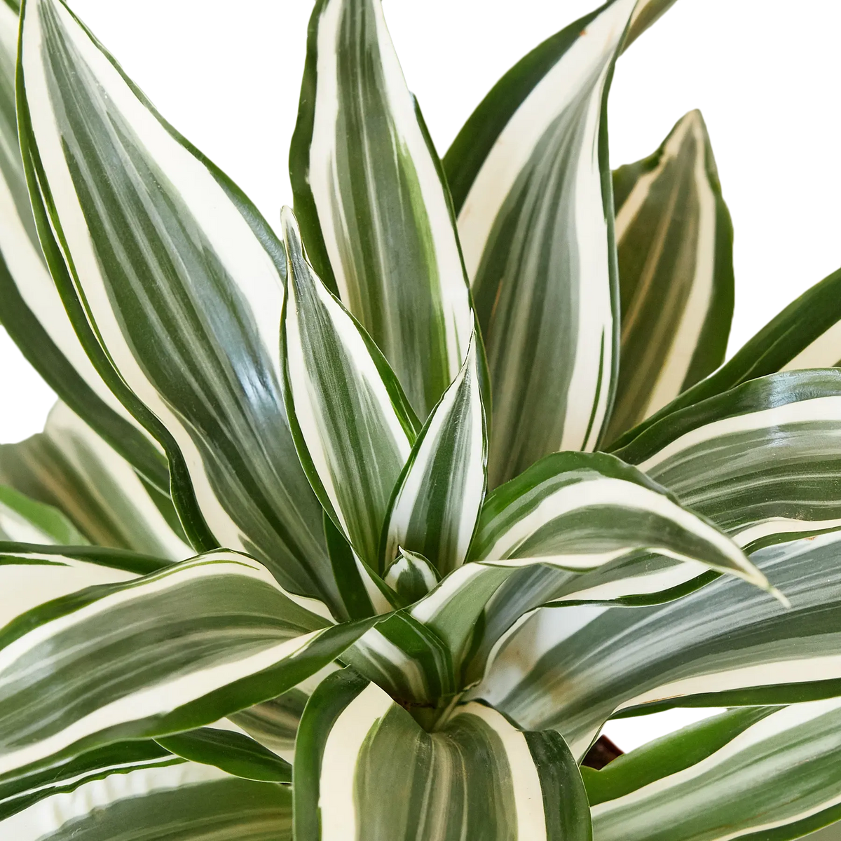 dracaena green and white Dracaena Warneckii 'White Jewel'