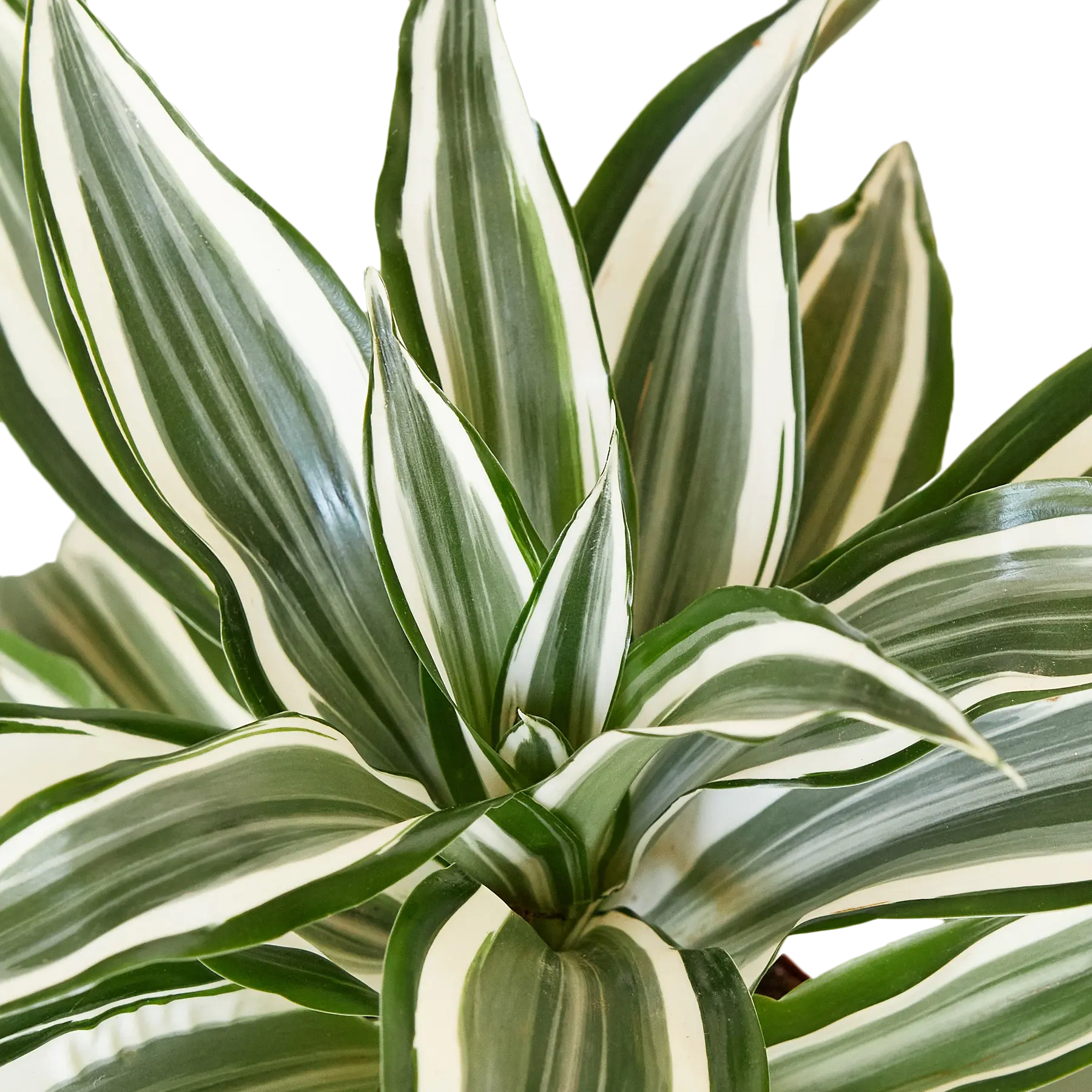 dracaena white jewel Dracaena Warneckii 'White Jewel' - Hive Plants – The White Oak Collection