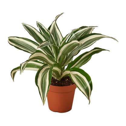 Dracaena Warneckii &